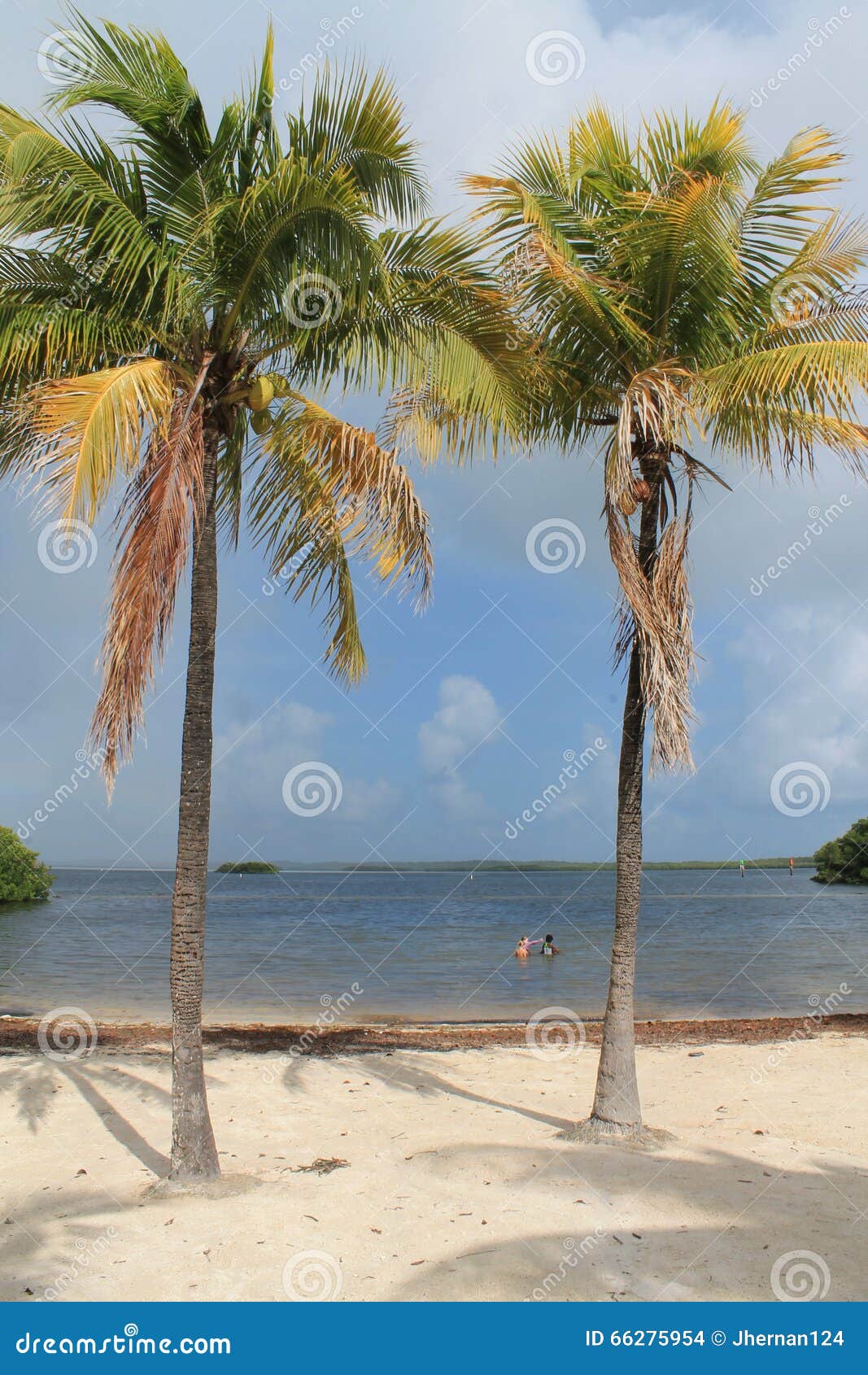 Palm trees at the beach stock photo. Image of living 66275954