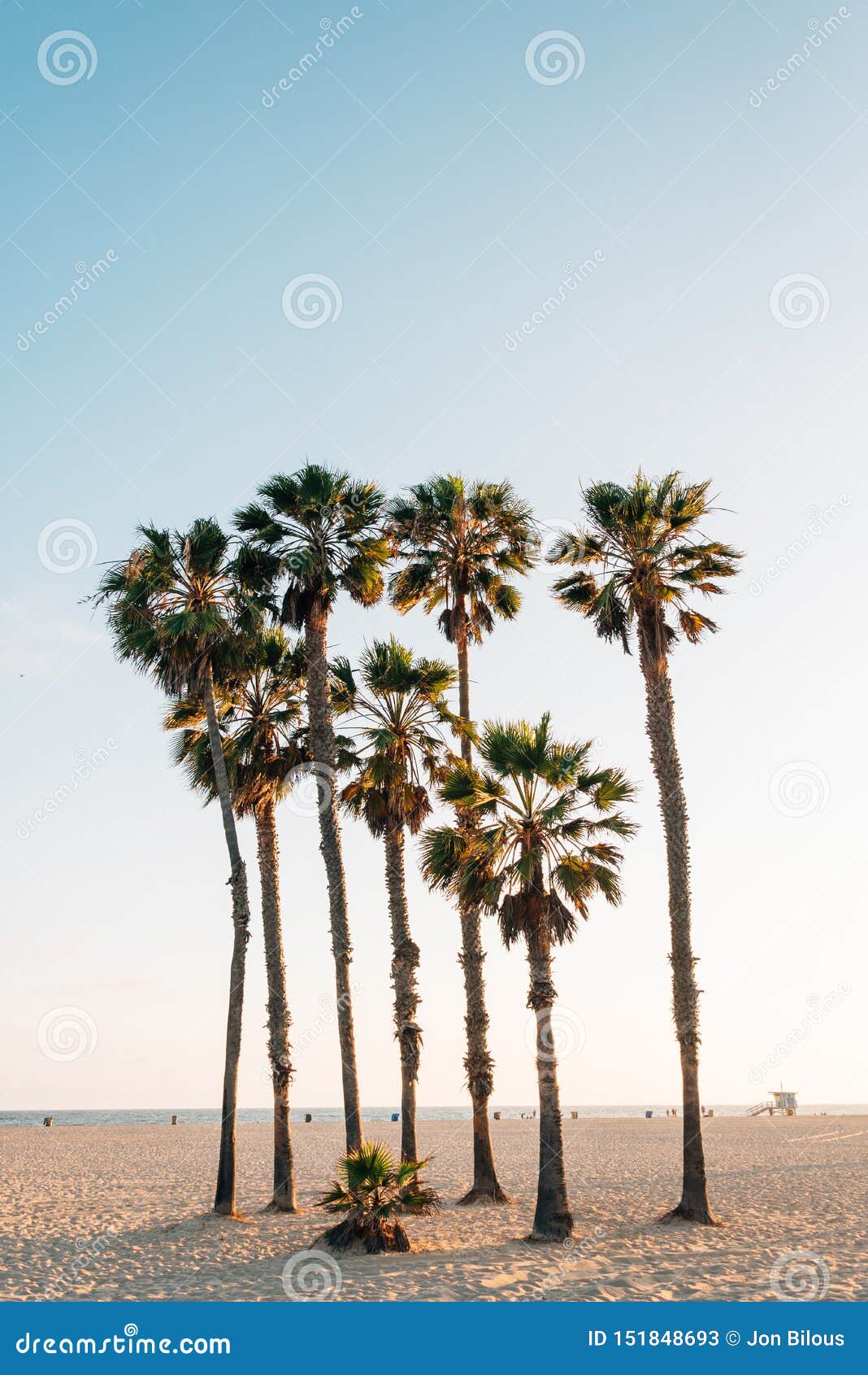 palm trees on the beach in santa monica, los angeles, california
