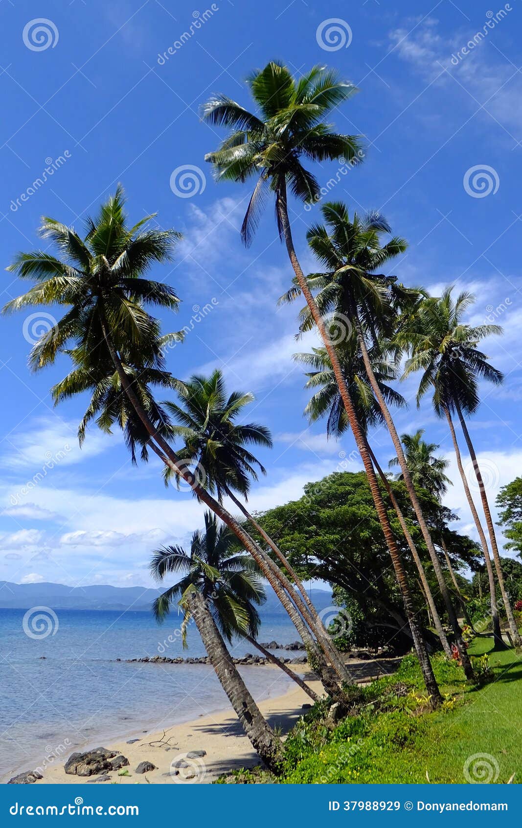 Palm Trees on a Beach, Vanua Levu Island, Fiji Stock Image - Image of ...