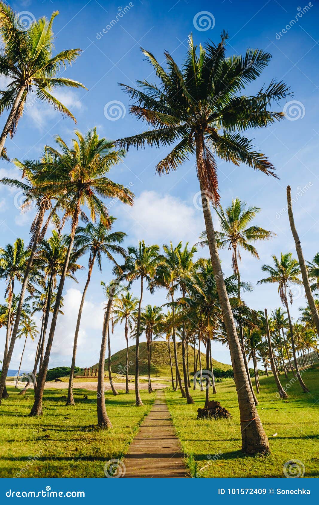 palm trees on the beautiful anakena beach, easter island