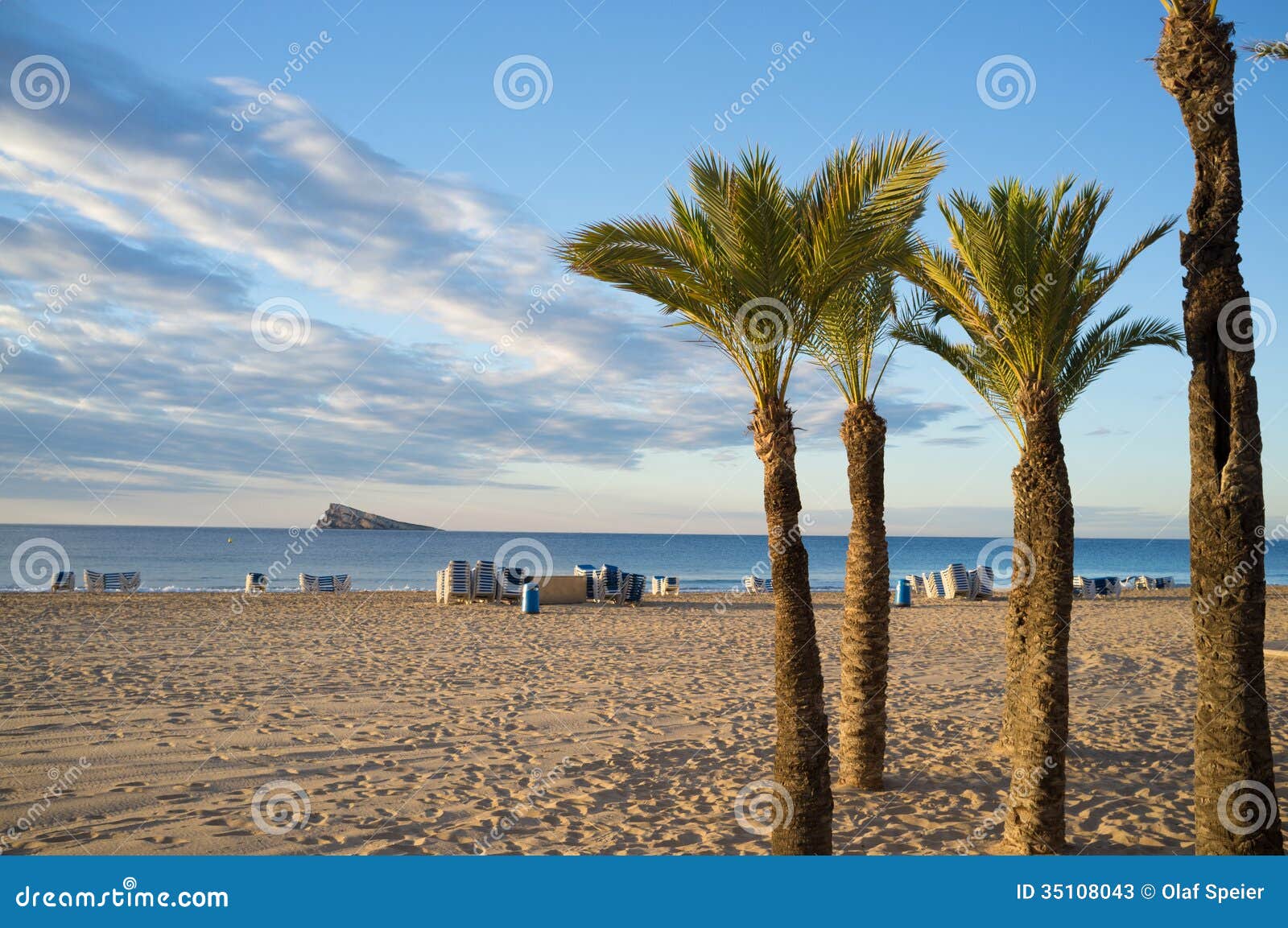 palm trees on benidorm beach