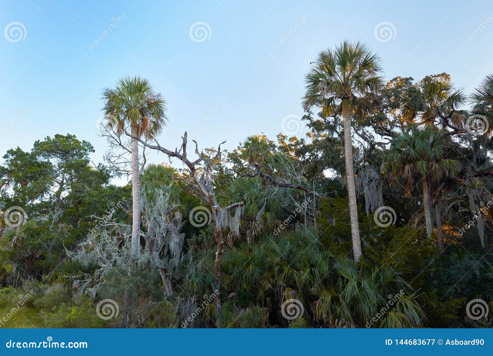 palm trees at big talbot island, florida