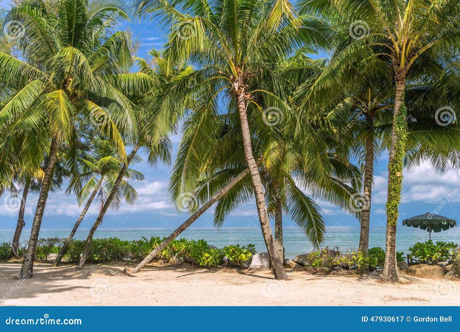 Palm Trees Blowing in a Warm Ocean Breeze Stock Image - Image of ...
