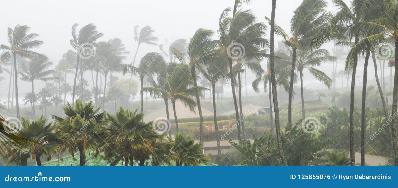 palm trees blowing in the wind and rain as a hurricane nears