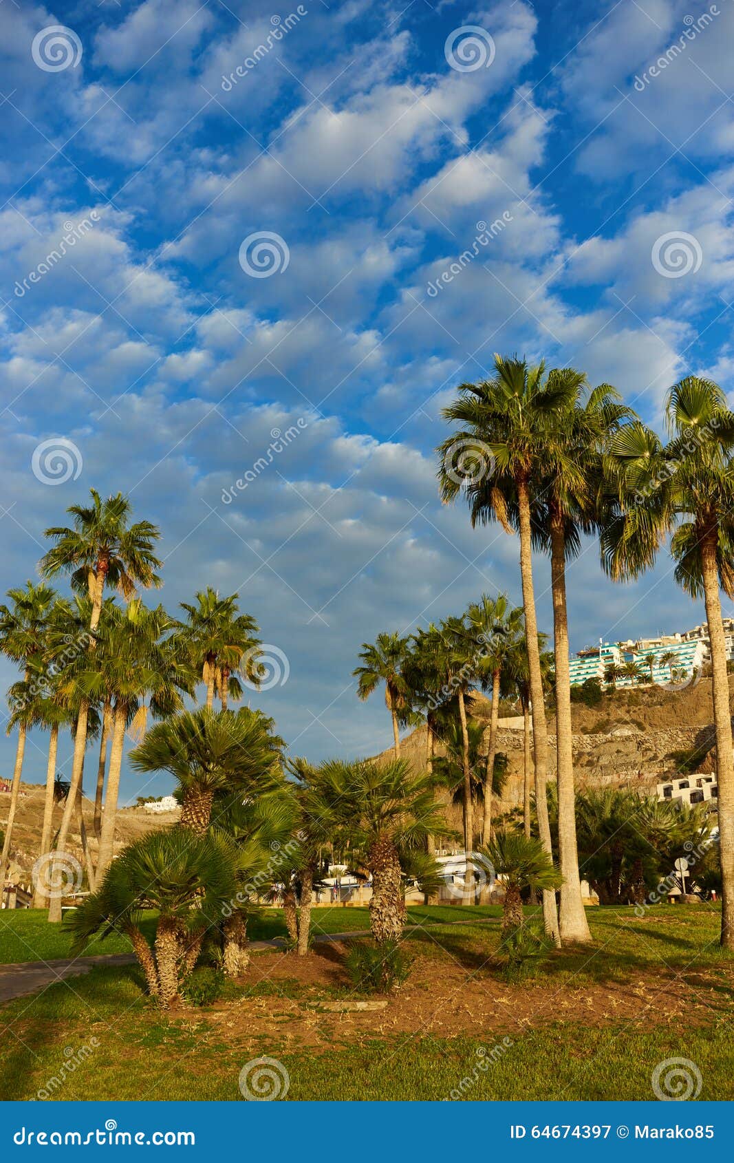 palm trees before blue sky with few clouds