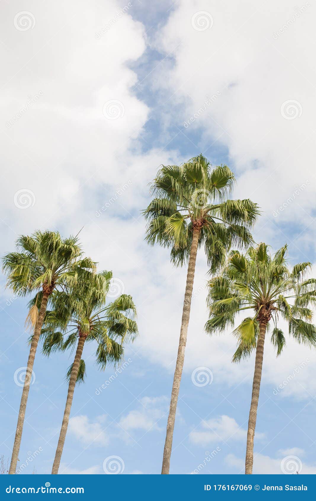 palm trees with blue sky in sunny orlando florida