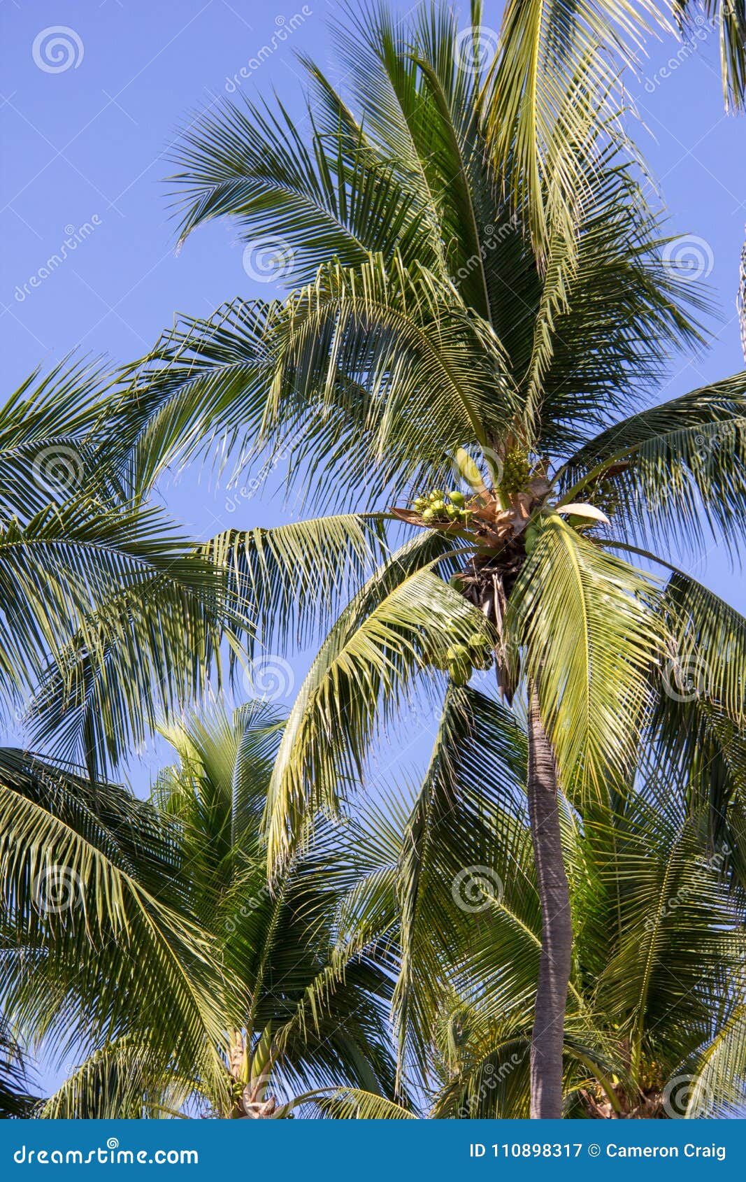 Palm trees stock image. Image of palm, palms, sunny - 110898317