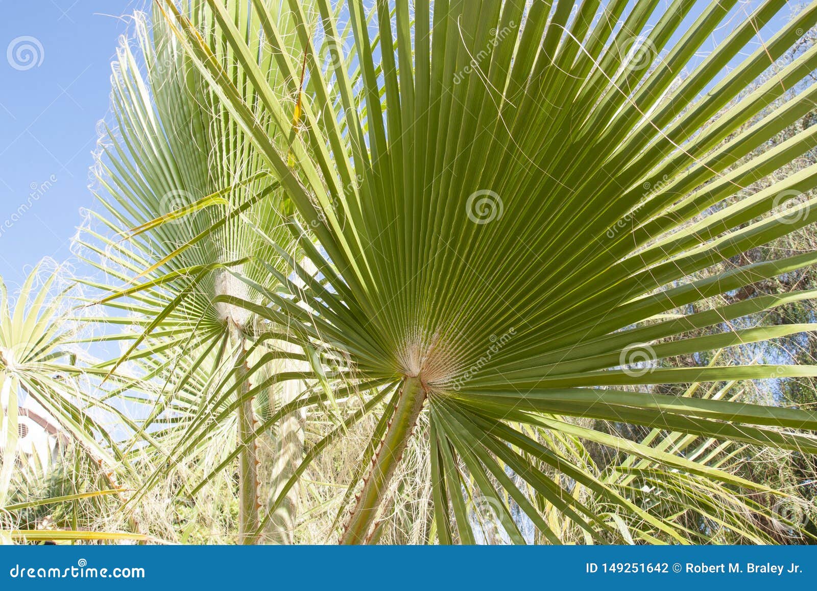 palm trees botanical perennial lianas shrubs trees