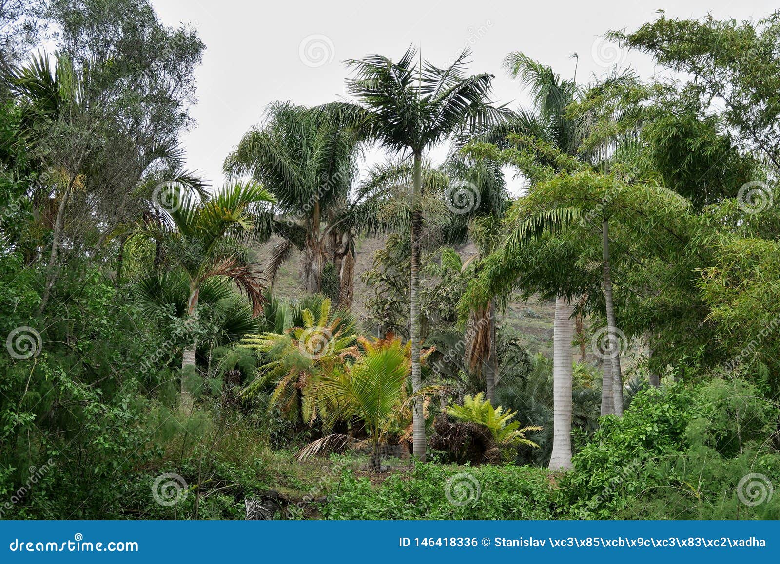 palm trees in the botanical garden of jardÃÂ­n botÃÂ¡nico viera y clavijo in island of gran canaria
