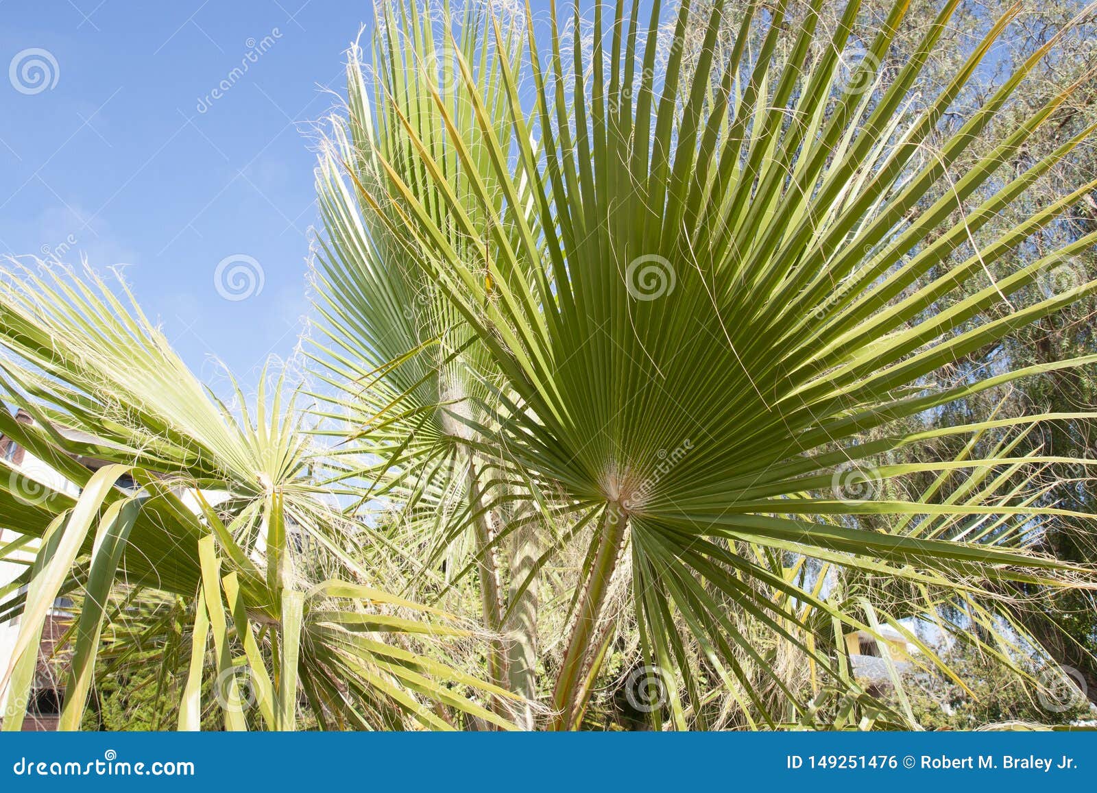 palm trees botanical perennial lianas shrubs trees