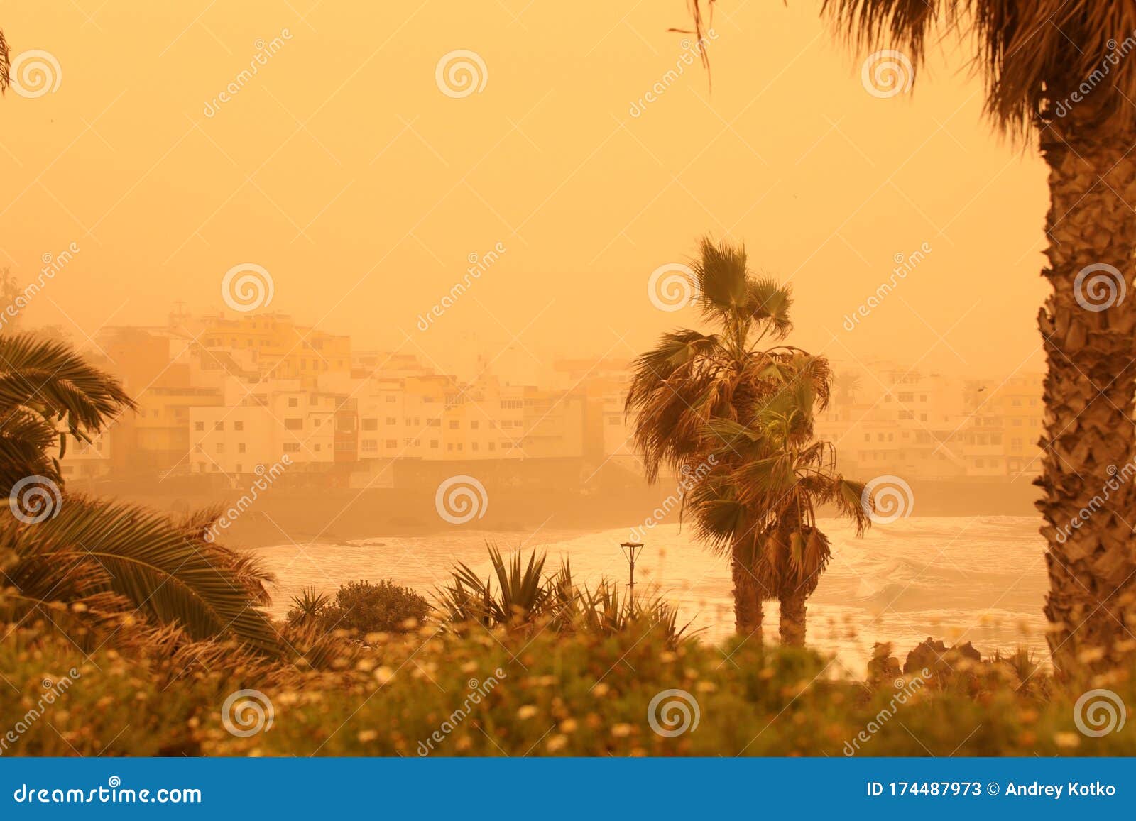 palm trees and buildings on the beach of canarian island. calima sand wind with dust from africa. calima sandstorm on