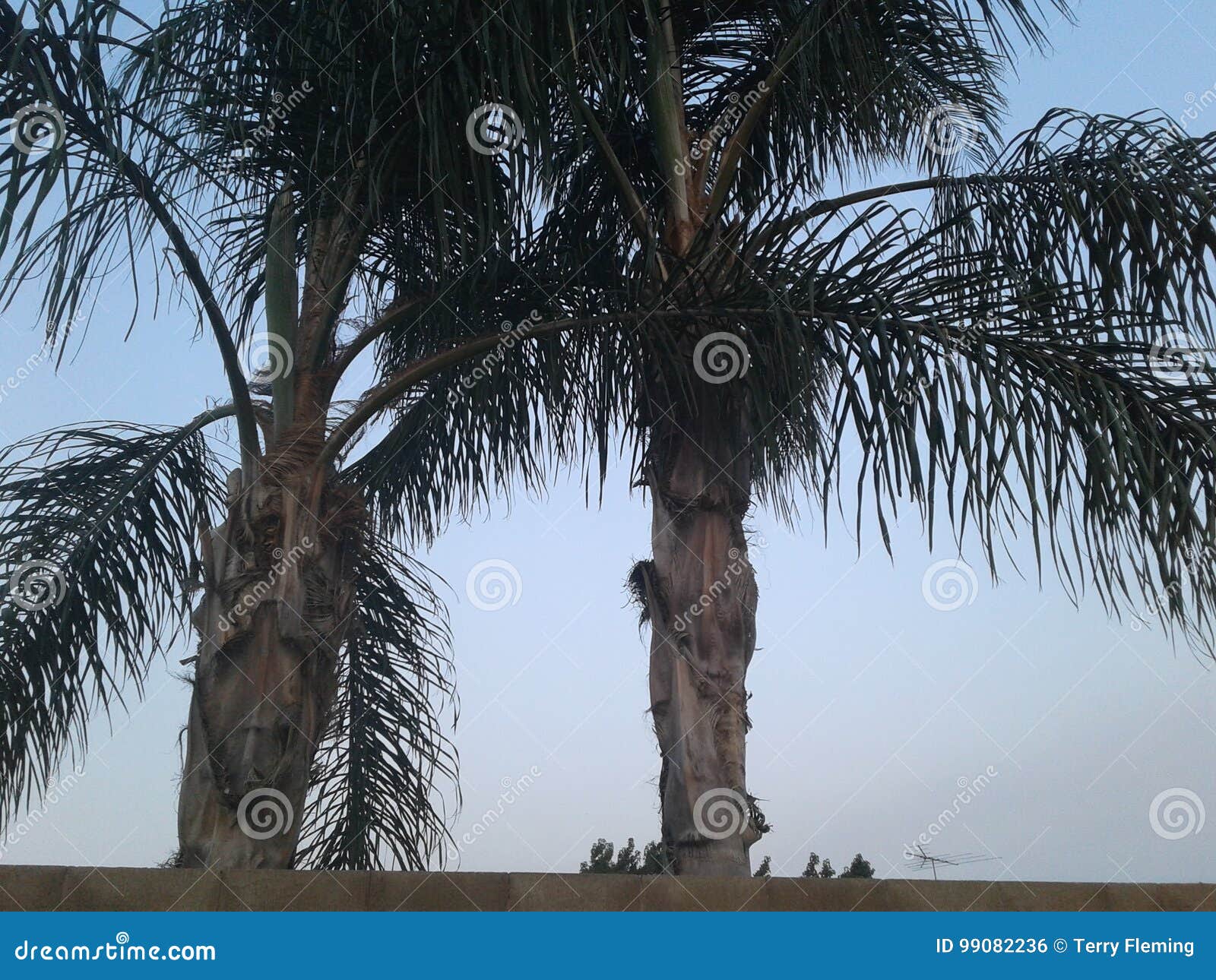 Palm trees in California stock photo. Image of palm, state 99082236