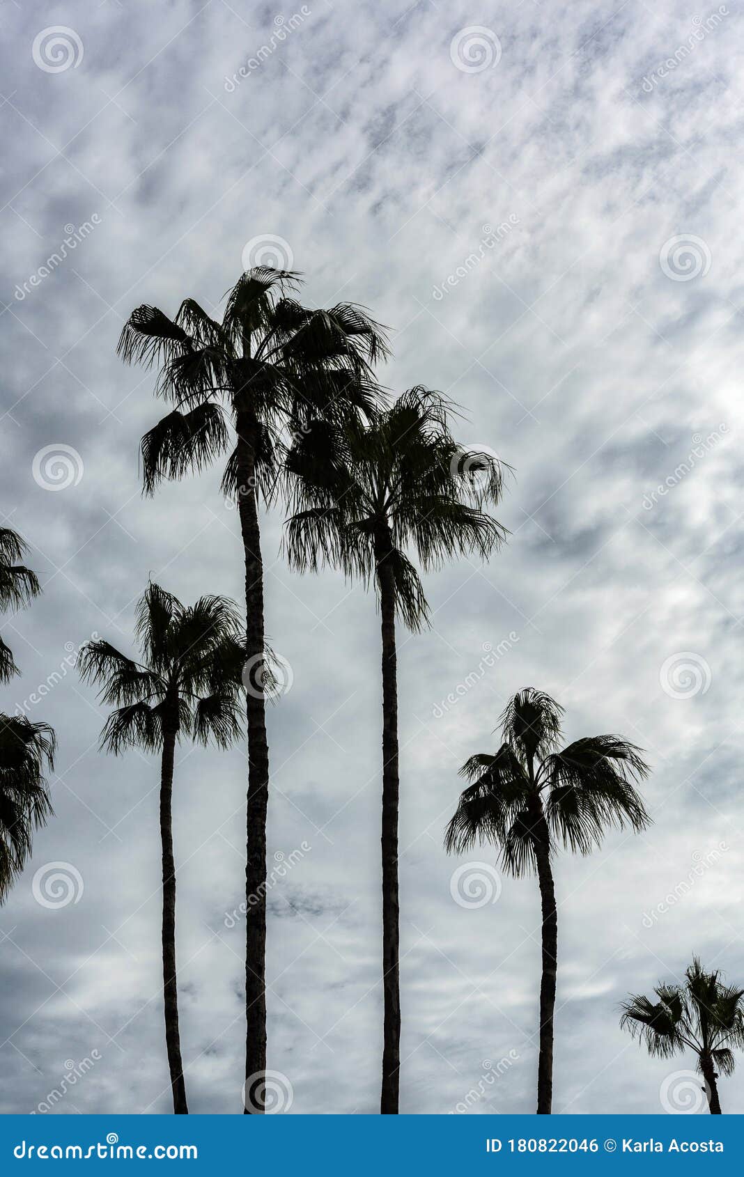 Palm Trees with Cloudy Sky on a Rainy Day Stock Photo Image of trees