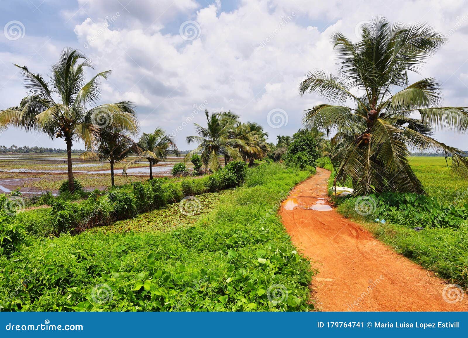 Palm Trees with Coconuts and Paddies at Background Near Kumarakom, Kerala.,  India Stock Image - Image of curve, landscape: 179764741