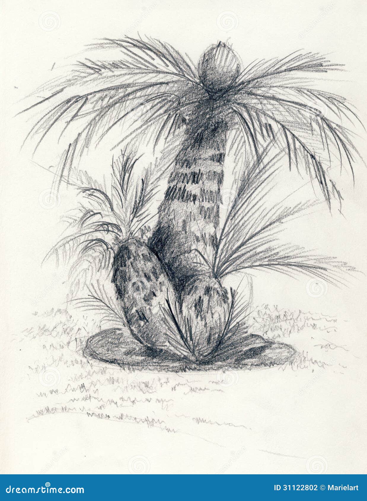 Palm tree (Cocos nucifera?) in arid landscape. Watercolour, 1862. |  Wellcome Collection