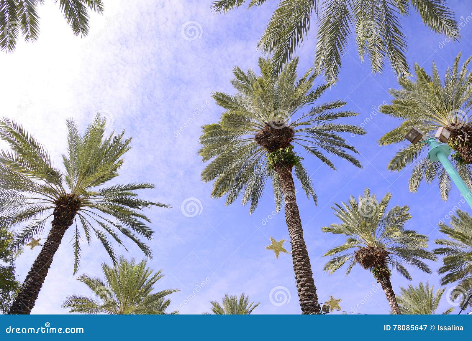 Palm Trees Decorated for Christmas Stock Image Image of holidays