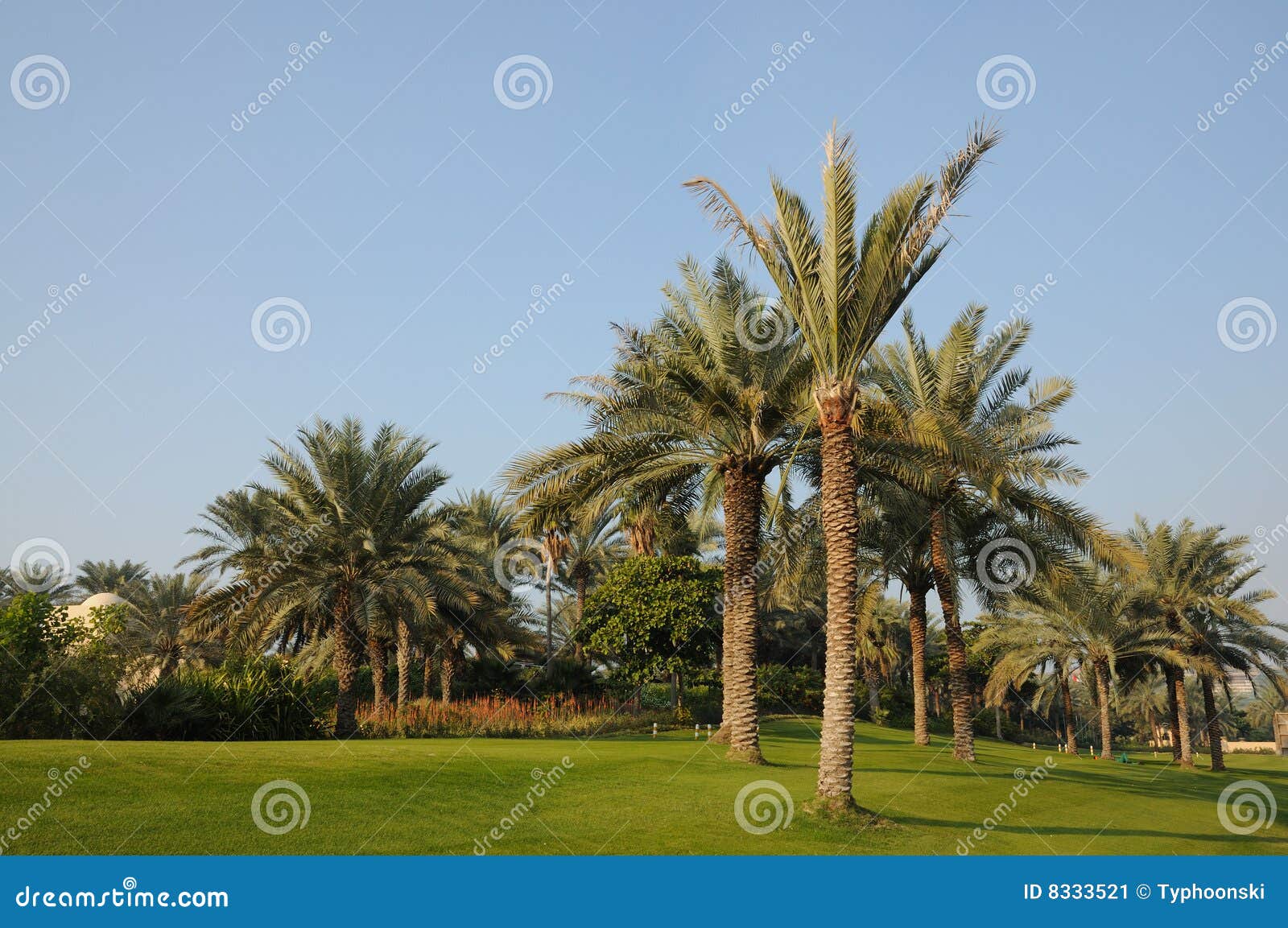 Palm Trees in Dubai stock image. Image of green, dubai 8333521
