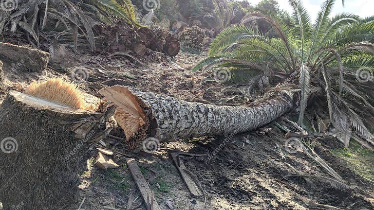 So Cal Queen Palm Trees Dying Cut Down Editorial Photo - Image of ...