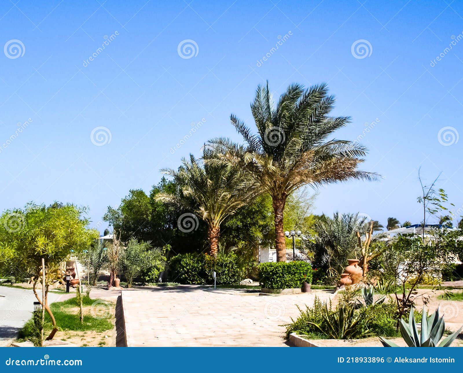 Palm Trees in Egypt, Plants Planted in Egyptian Parks Stock Photo