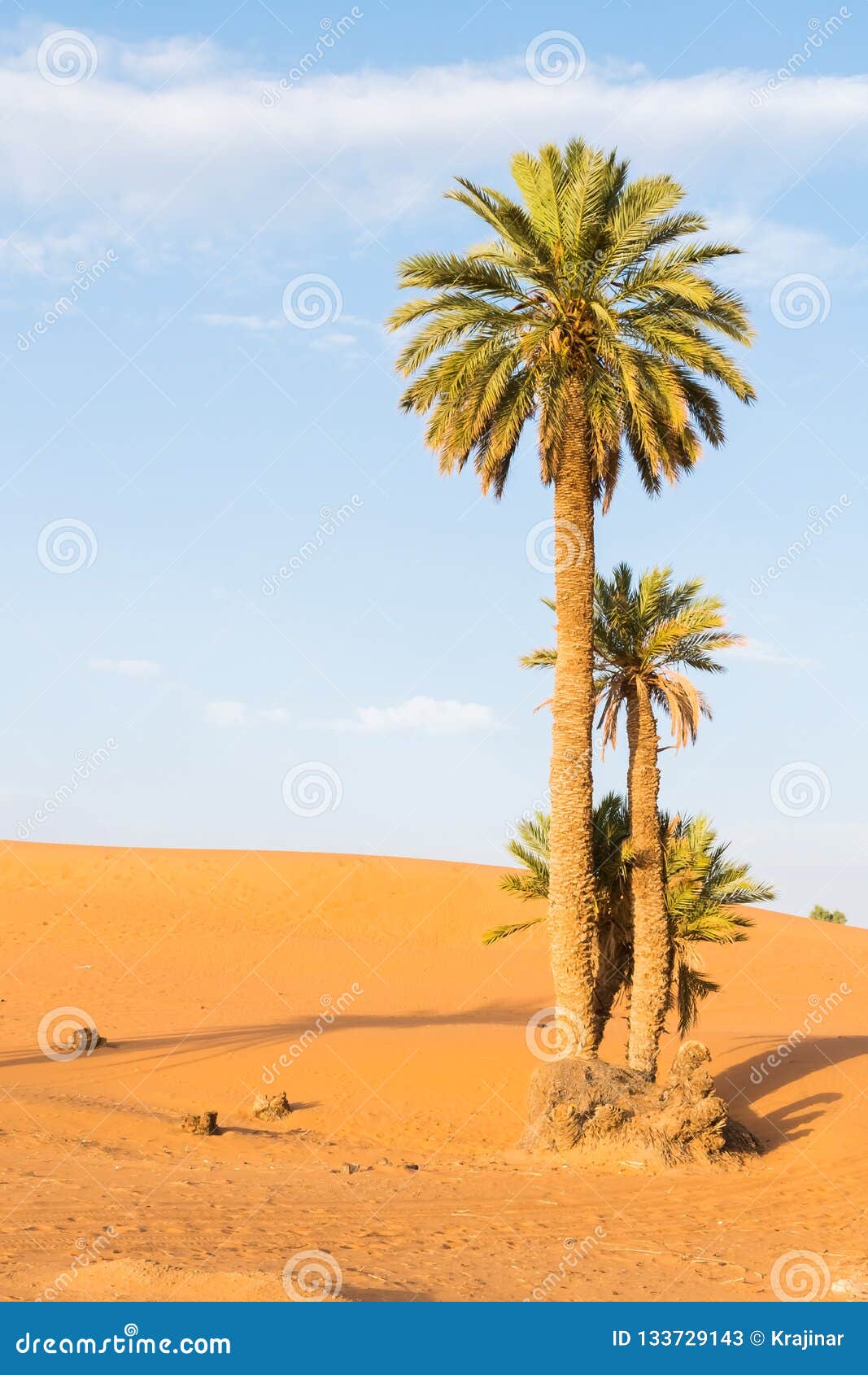 palm trees in erg chebbi, sahara desert in merzouga, morocco, africa