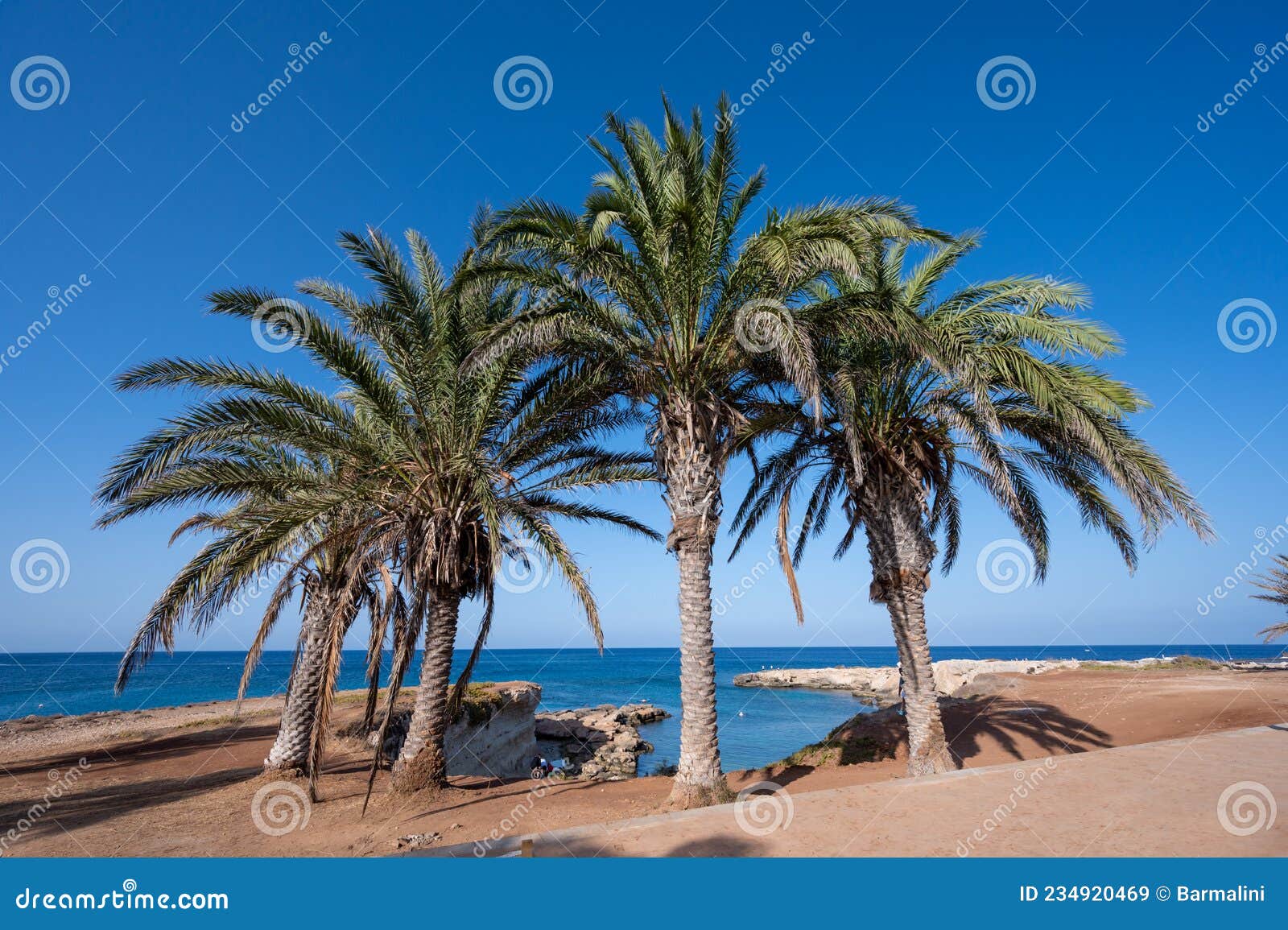 Palm Trees on Fig Tree Beach in Protaras, Cyprus Stock Image Image of