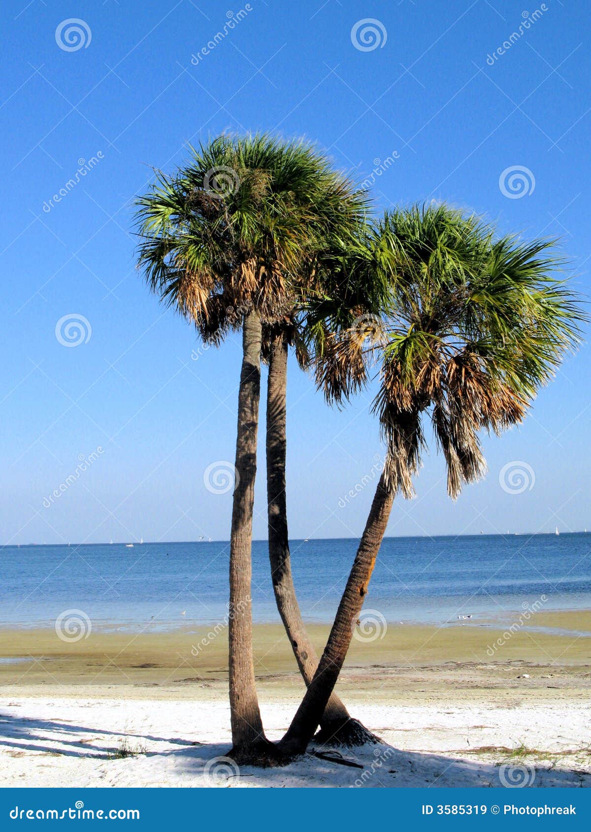 Palm Trees On Florida Beach Stock Image Image Of Quietness Calm 3585319