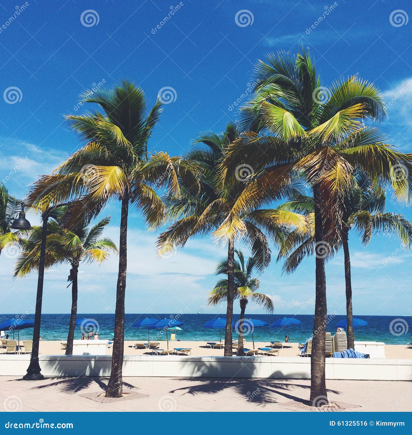 Palm Trees On Florida Beach Stock Photo Image Of Seashore Nature