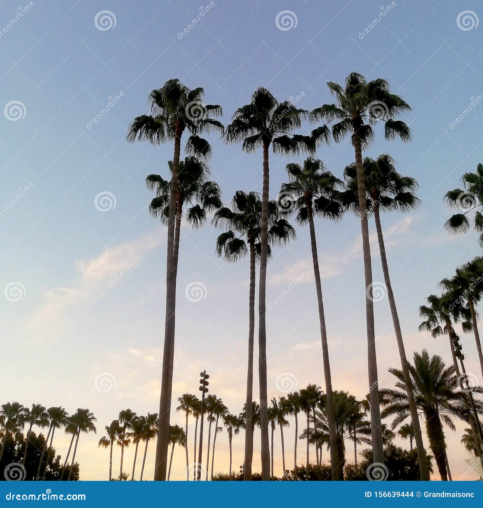 Palm trees in Florida editorial stock image. Image of family - 156639444