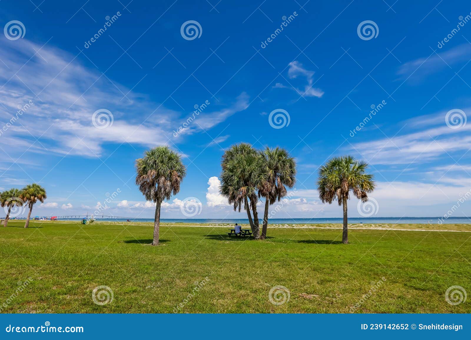 palm trees at fort de soto park in florida, usa