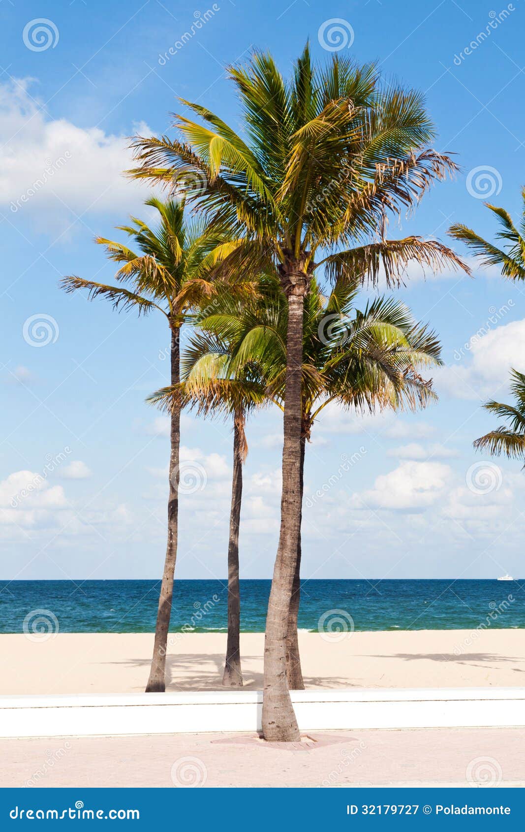 Palm Trees in the Fort Lauderdale, Miami Stock Image Image of