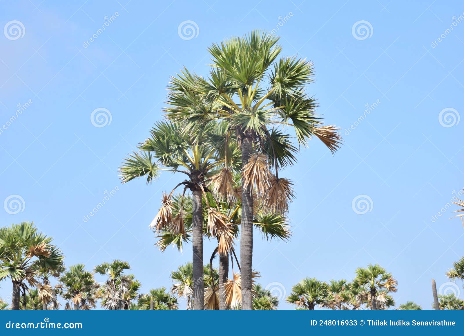 palm trees grown on delft island