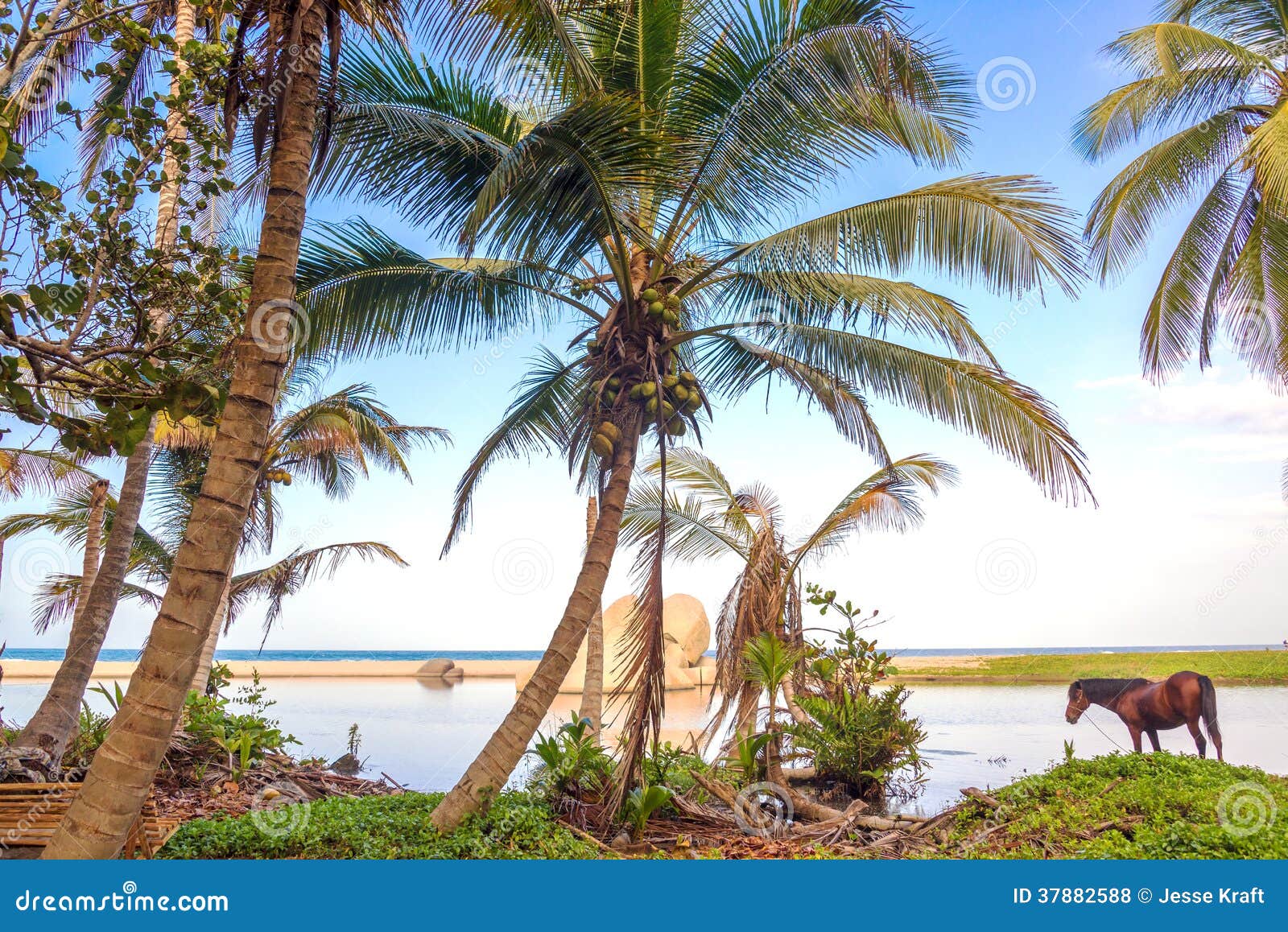 Palm Trees and Horse stock photo. Image of santa, beautiful 37882588