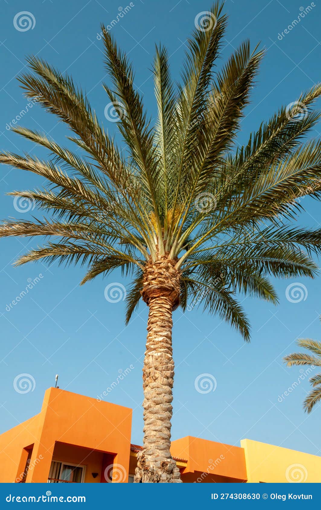 palm trees in the interior of the hotel in marsa alama, egypt