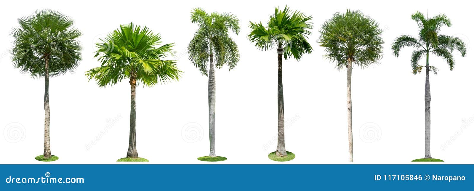 Palm Trees Isolated Collection on White Background Stock Photo - Image ...