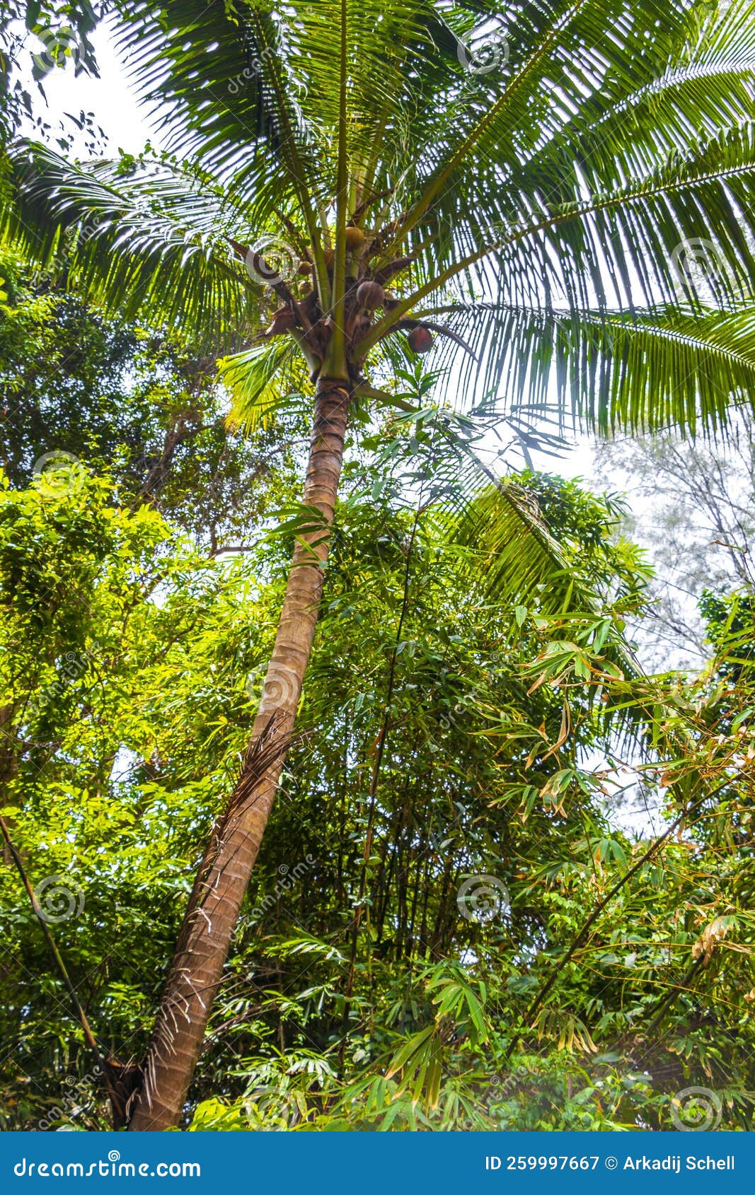 Palm Trees Palm Leaves and Plants in Tropical Nature Thailand Stock ...