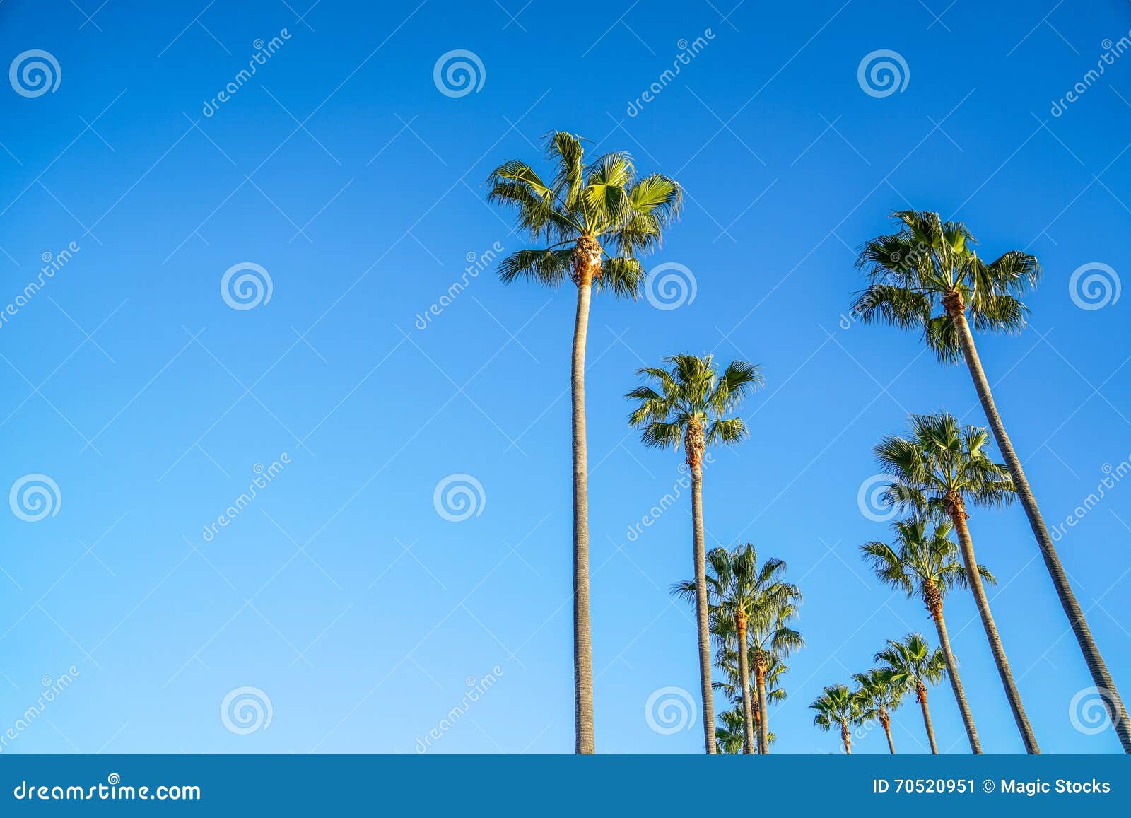 Palm Trees at Long Beach stock image. Image of longbeach 70520951