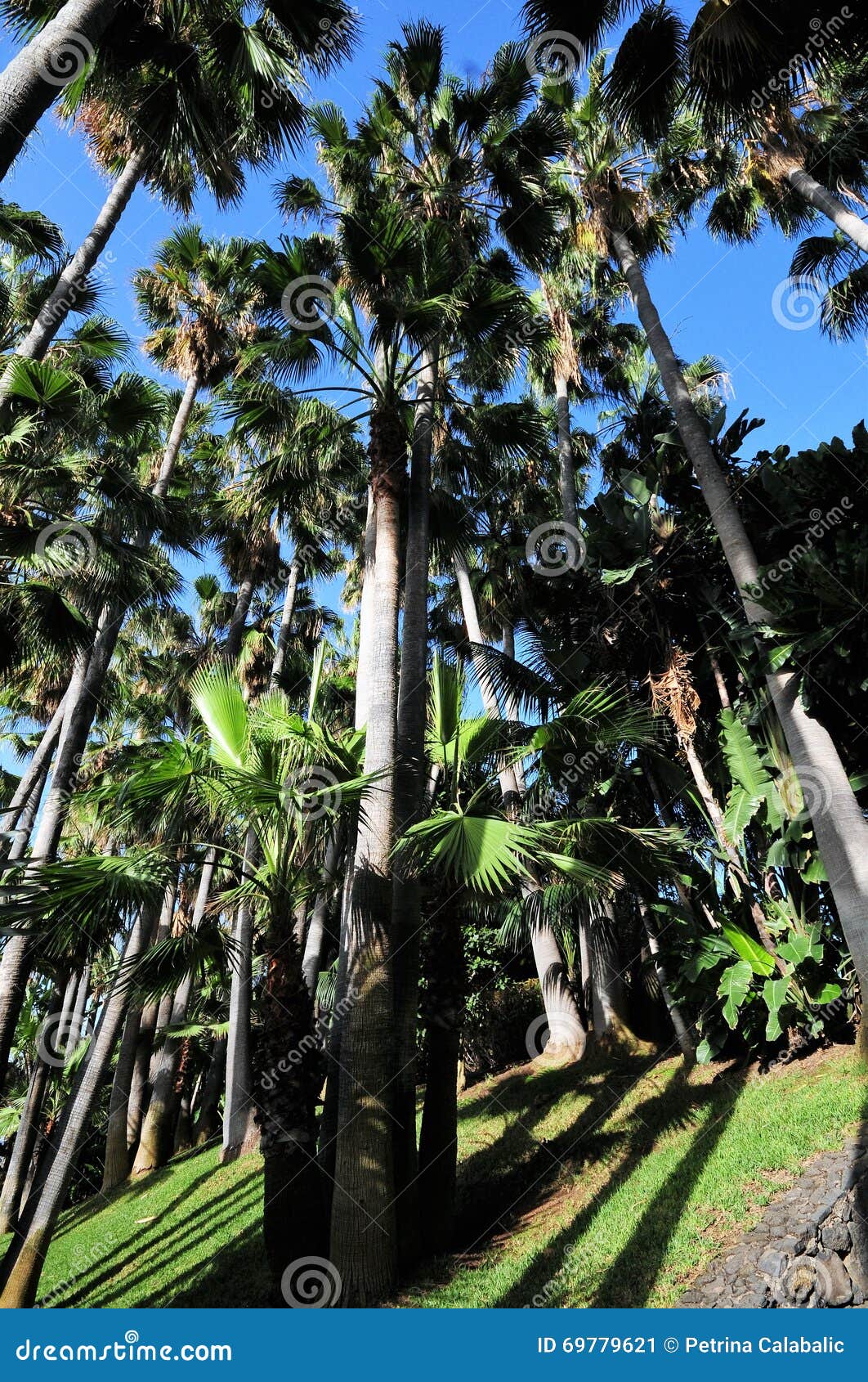 palm trees at loro park