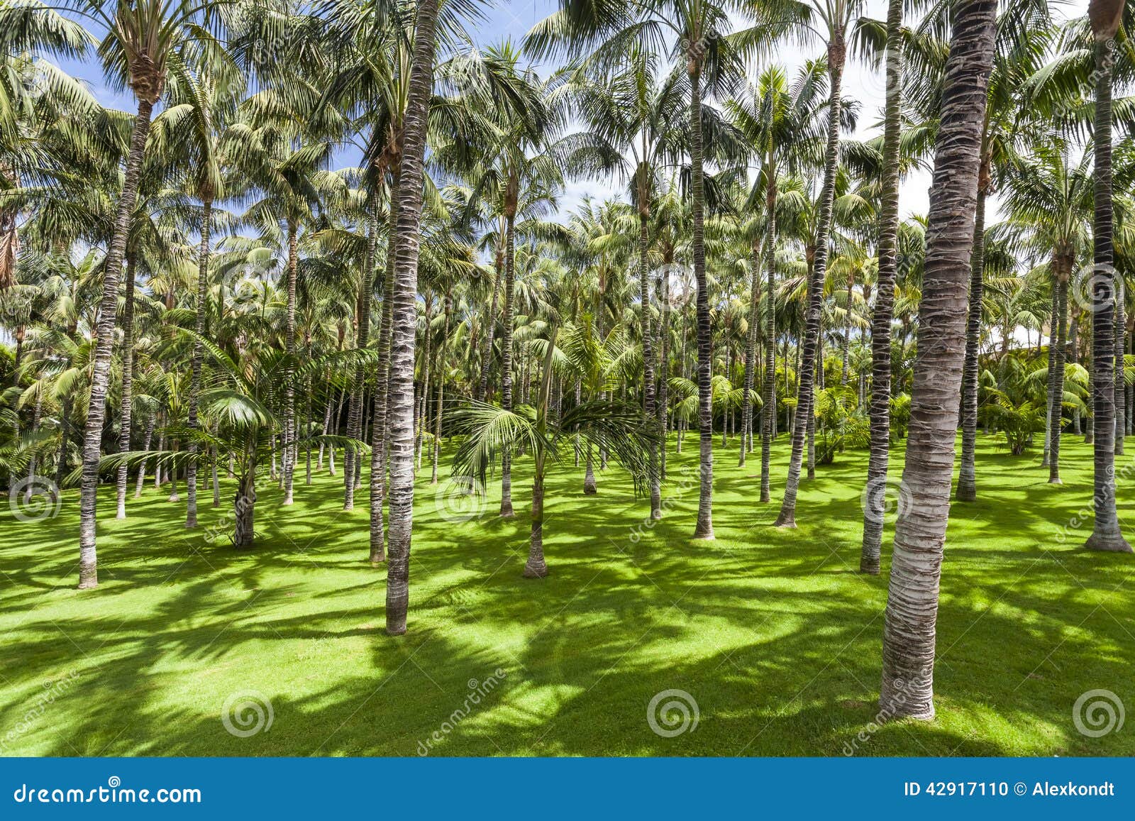 palm trees in loro parque. spain. tenerife.