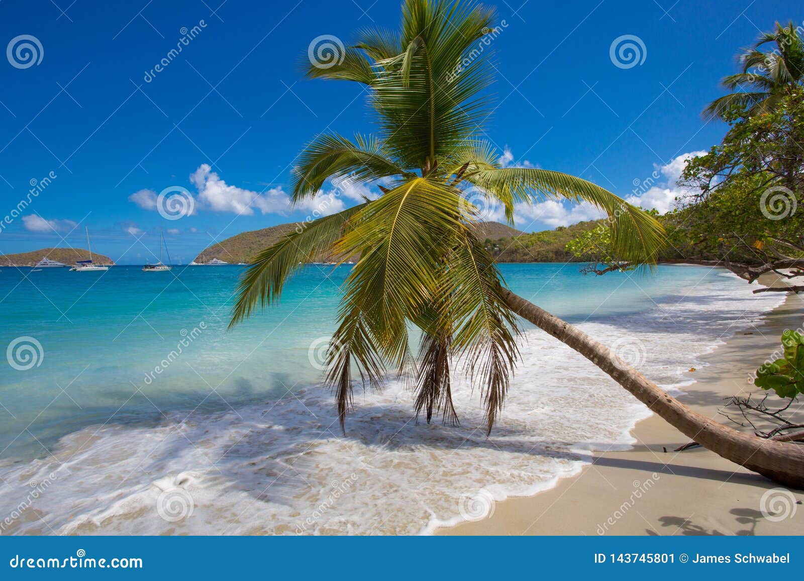 palm trees maho beach on st john in the us virgin islands