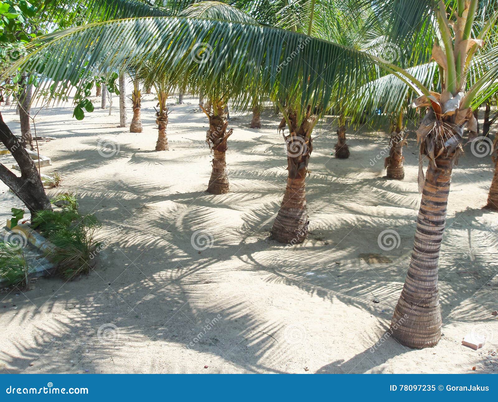 Palm trees in Mexico stock image. Image of trees, shadow 78097235