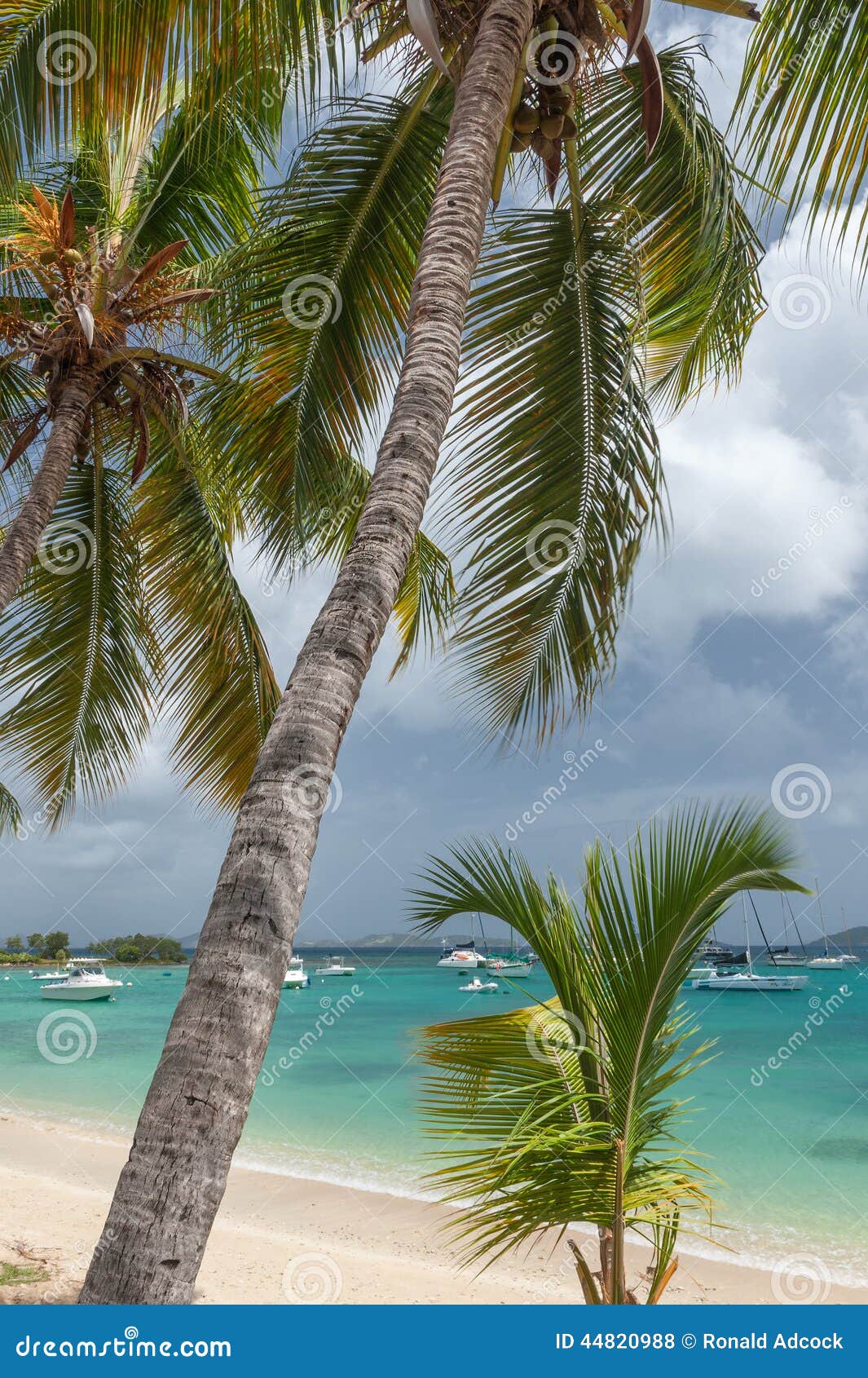 Palm Trees and Moored Boats Stock Photo - Image of calm, blue: 44820988