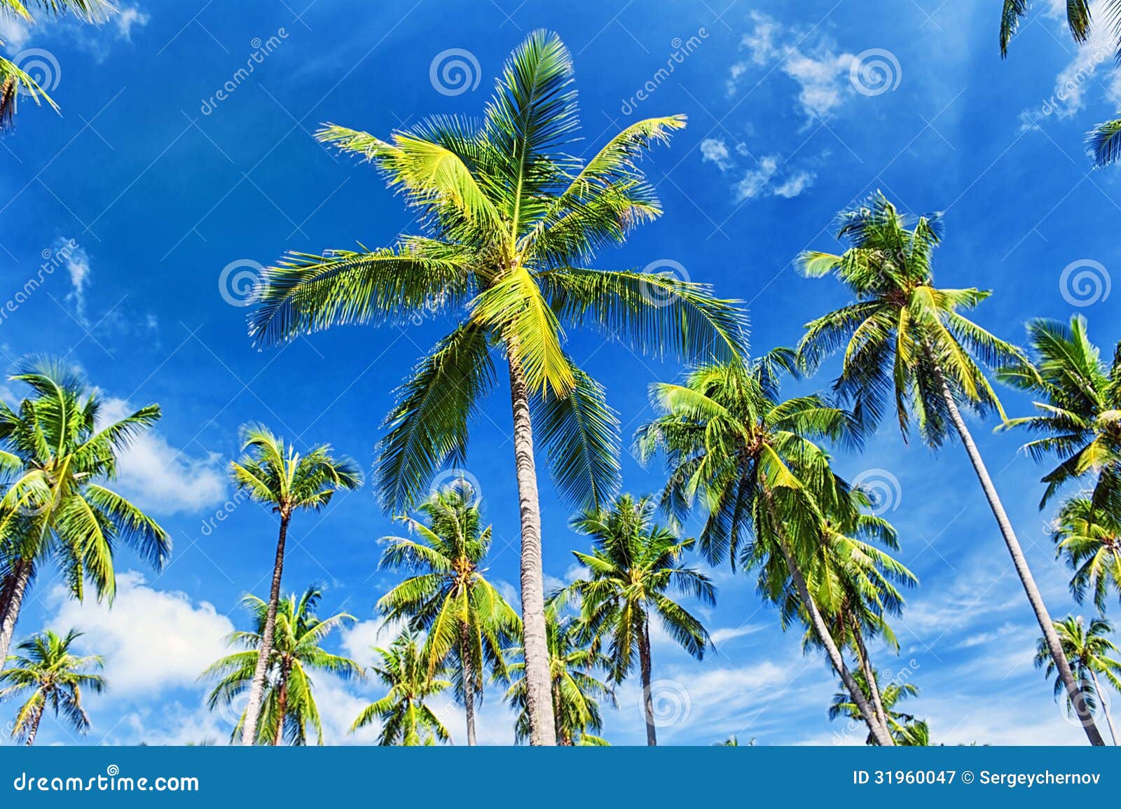 Palm Trees Natural Background Stock Image Image of ocean, exotic