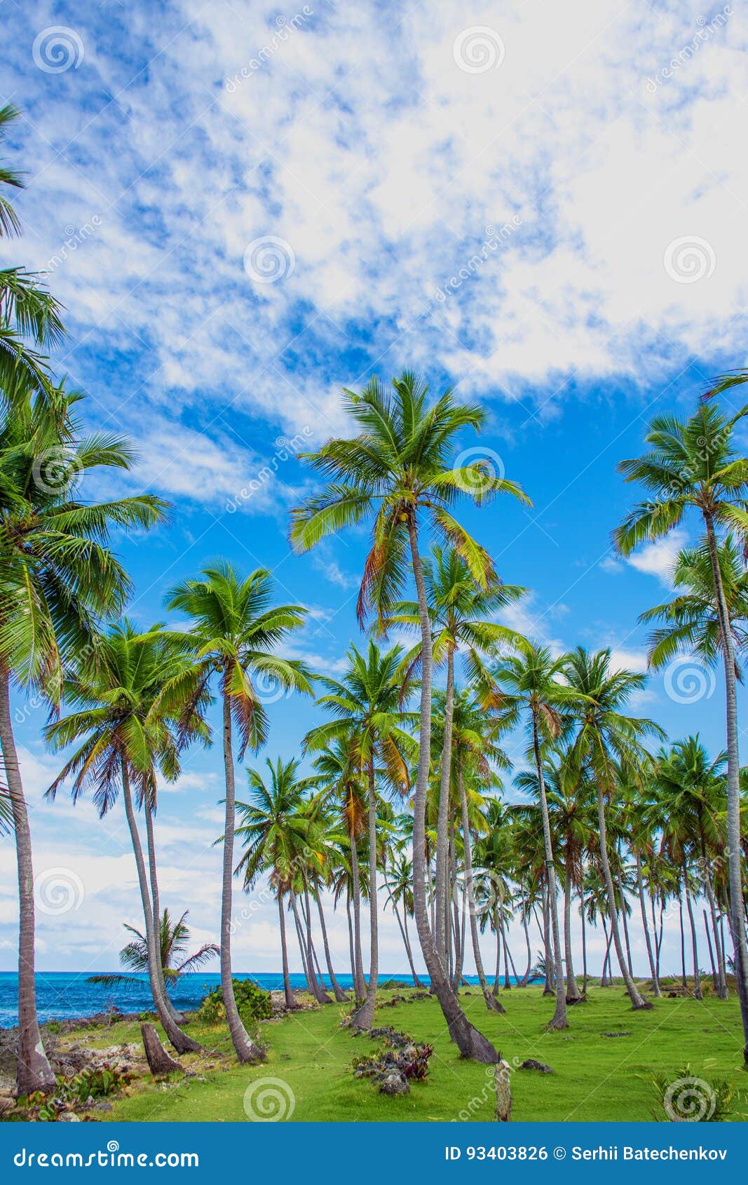 Palm Trees Near the Caribbean Sea Stock Photo - Image of blue, resort ...