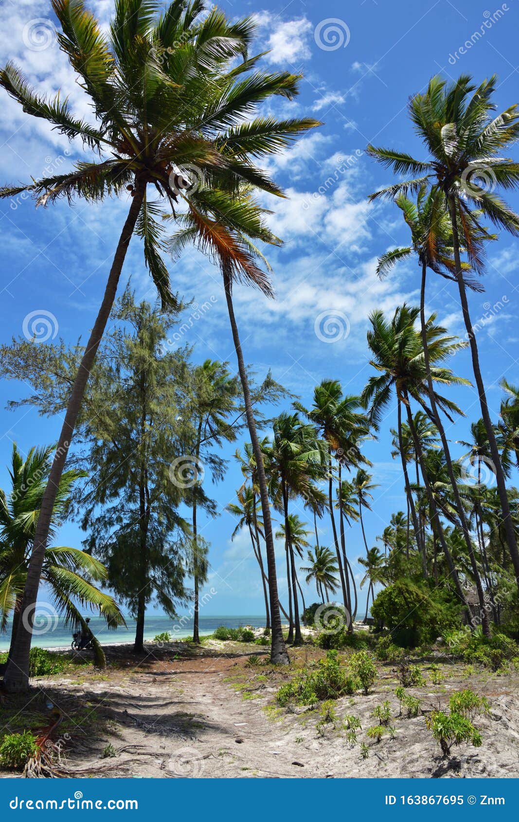 Zanzibar Scenery, Tanzania, Africa Stock Image - Image of coconut, paje ...