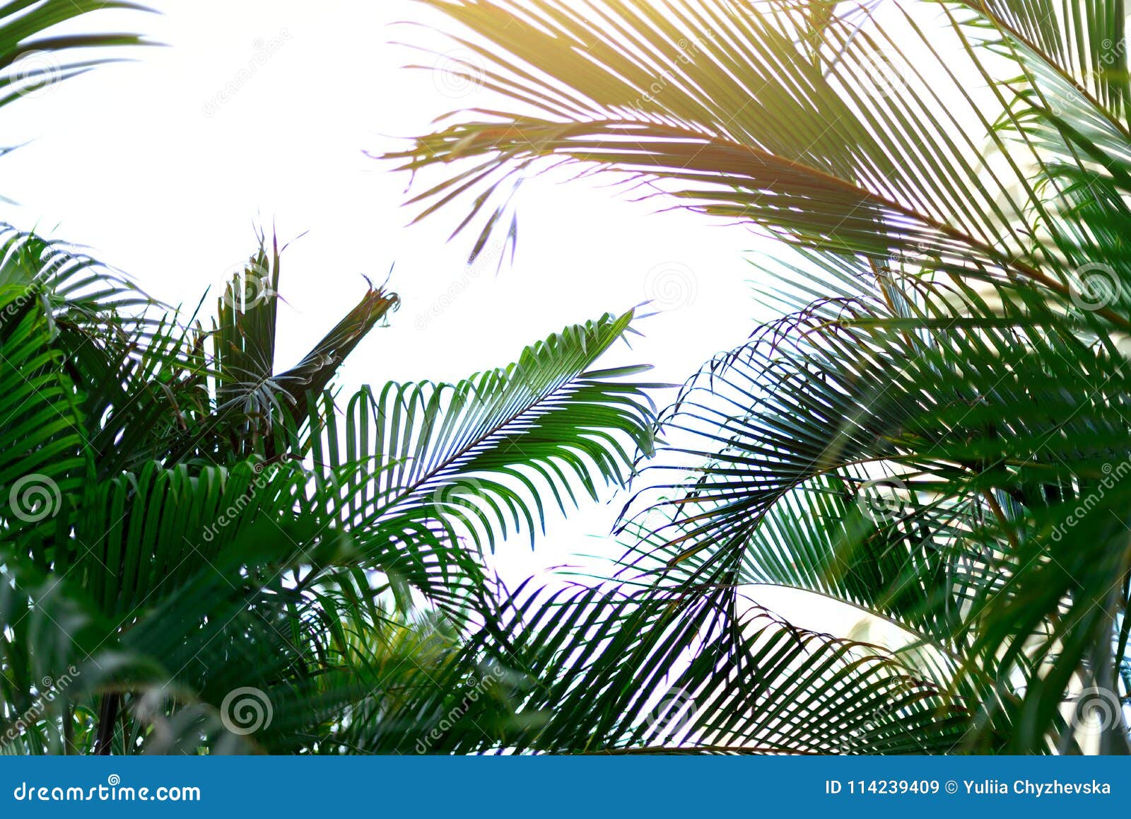 palm trees image with copy space palm trees image with copy space