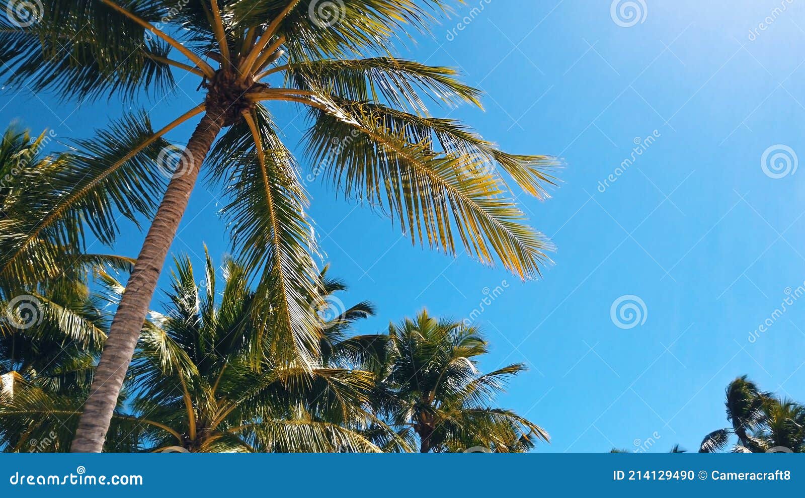 Palm Trees Over the Clear Blue Sky. Tropical Beach Background Stock ...