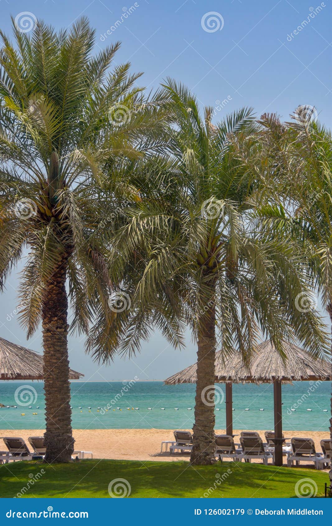palm trees overlooking barsa bay