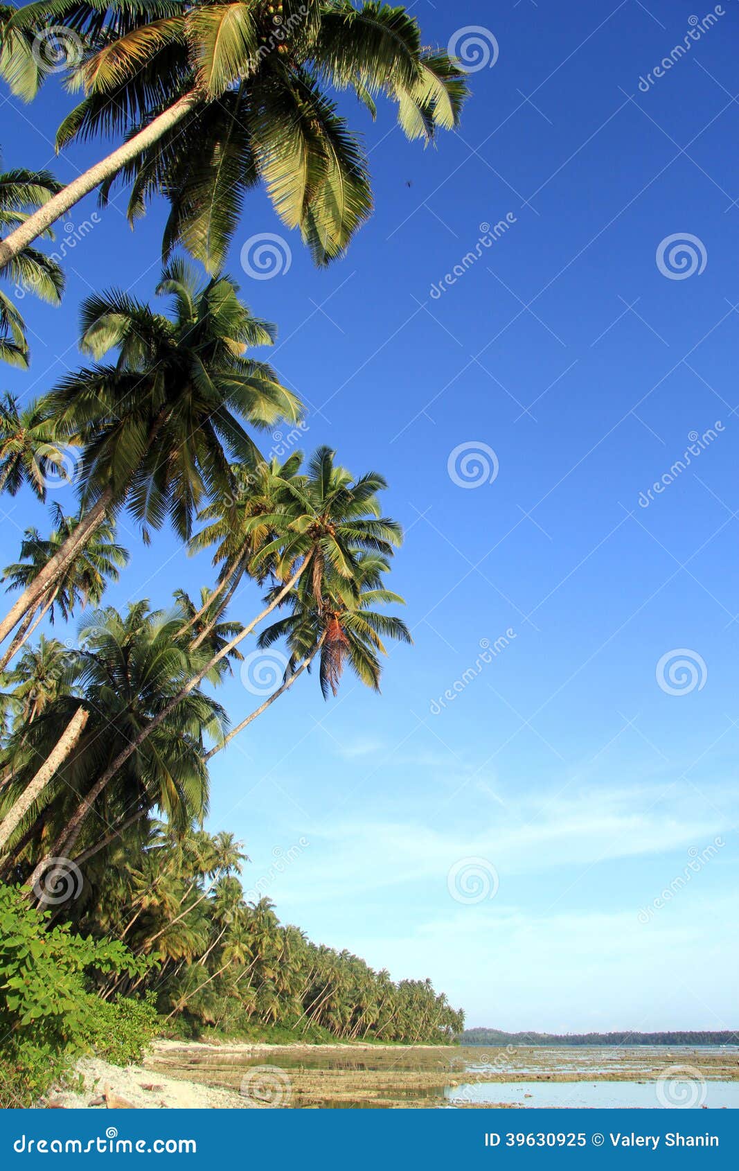 Palm trees stock image. Image of coconut, dense, tree - 39630925