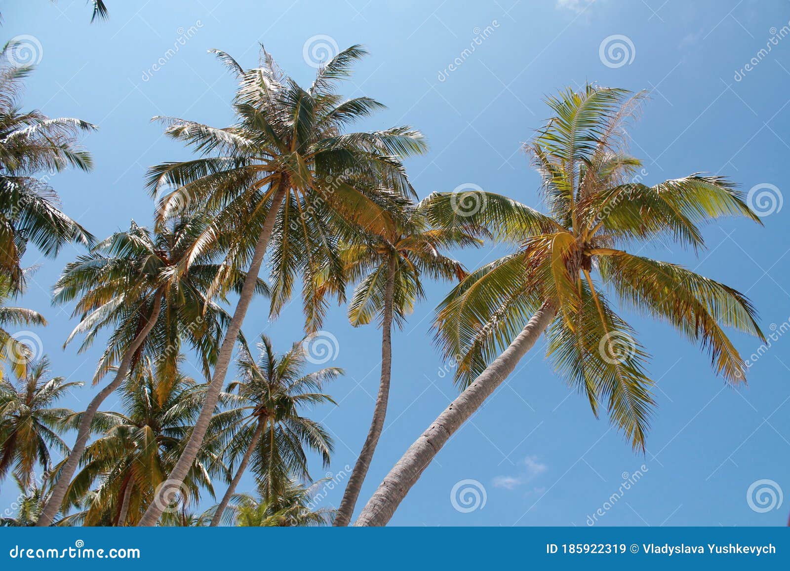 Palm Trees on a Paradise Island. Stock Image - Image of located ...