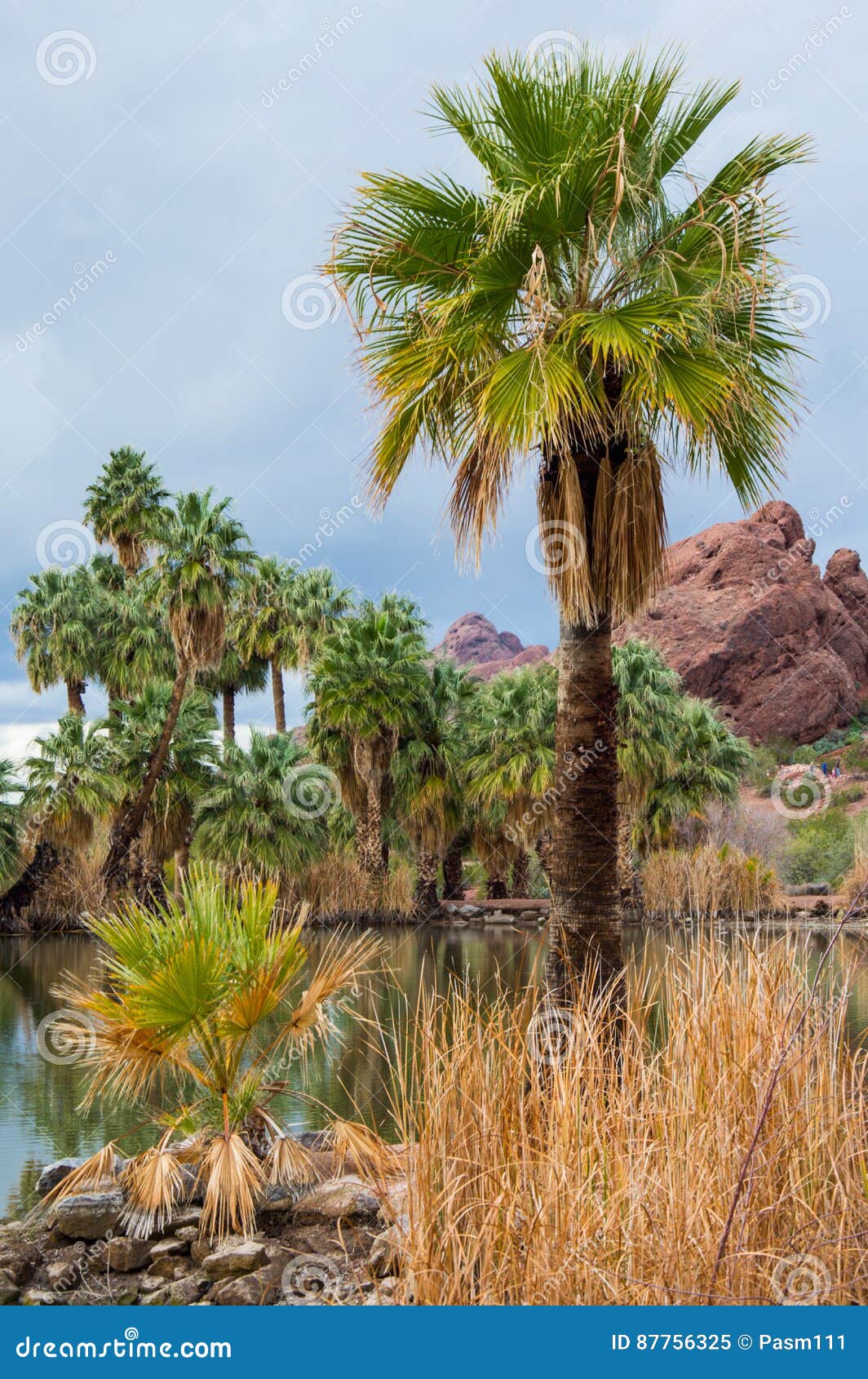 Palm Trees and Pond at Papago Park Phoenix Arizona Stock Image Image
